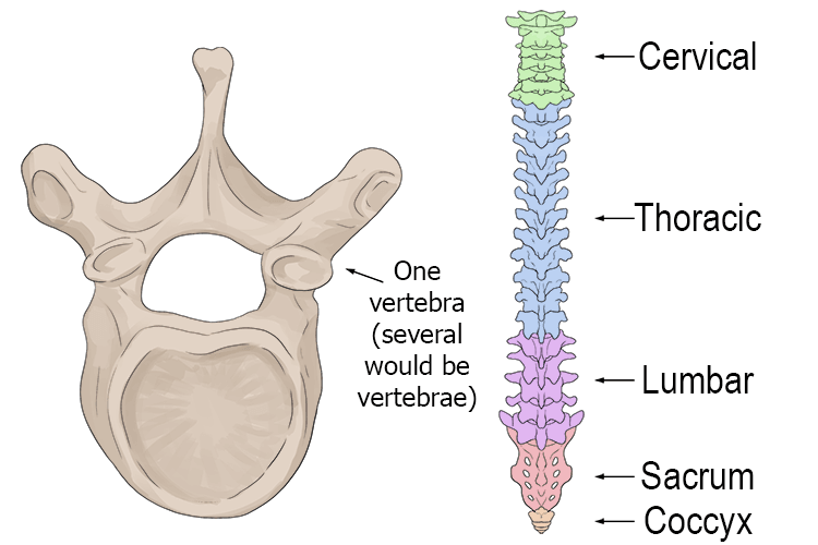 Vertebrae are the individual bones that make up spinal column